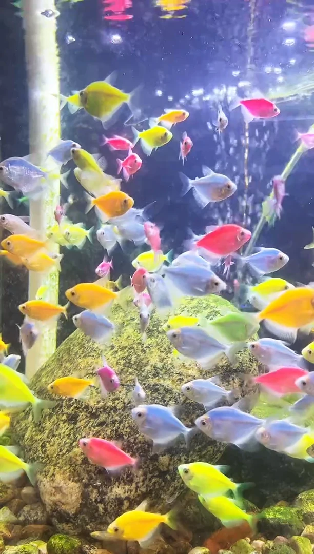 荧光天使鱼多彩天使3-4cm25尾+5尾备损（备损不包损）（保4色）