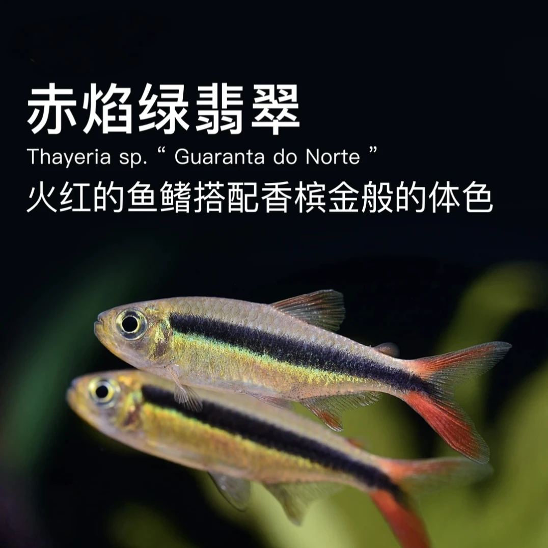 灯鱼小型灯科鱼赤焰绿翡翠观赏鱼群游鱼淡水鱼