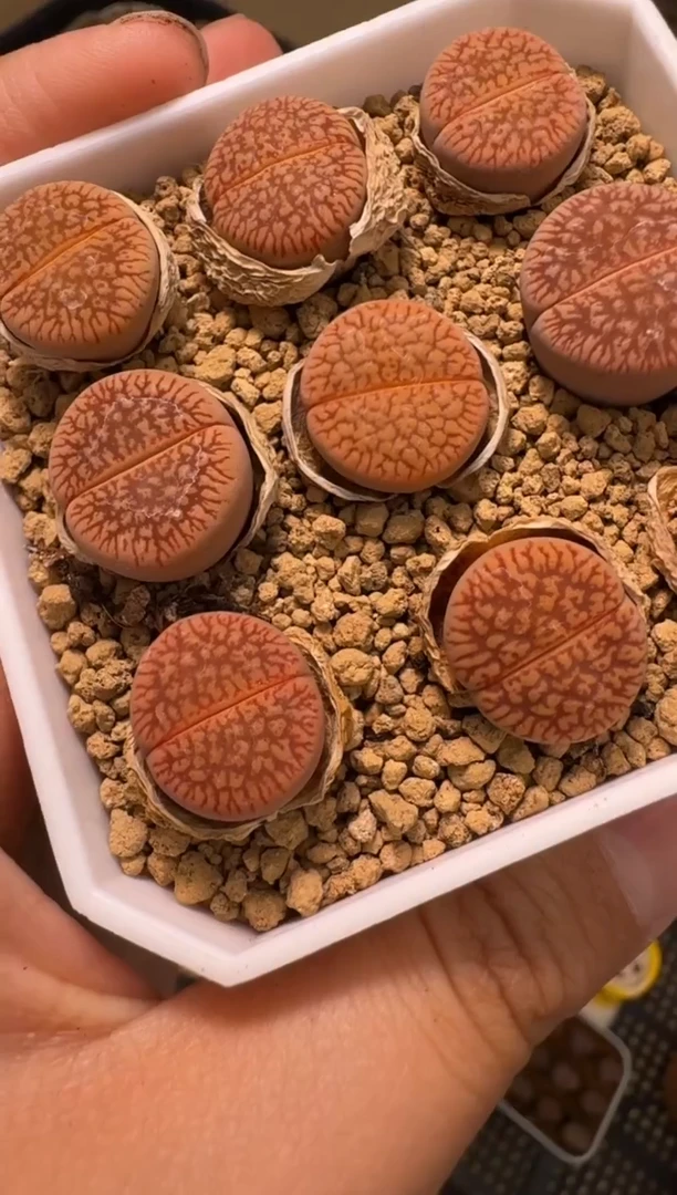 疯狂多肉石头312红光阳一颗