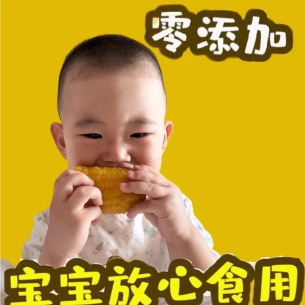 甜糯黄玉米粘玉米正宗东北原产甜糯黄玉米玉米棒早餐非转基因10只