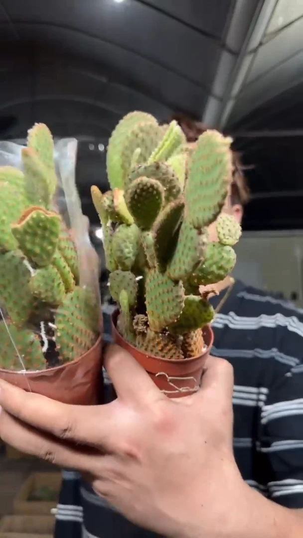 2盆 红毛掌【带根】散