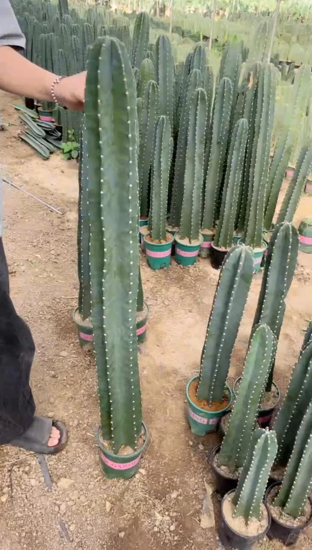 【带根】100cm 量天尺 不带花苞