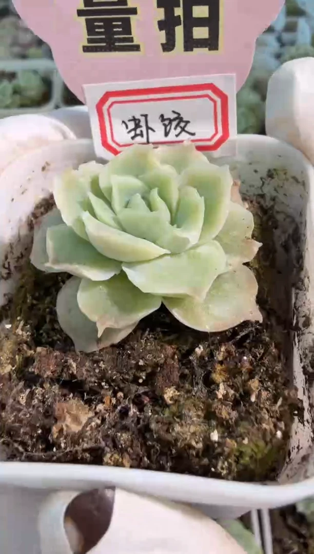 虾饺五方一盆 单双混 量拍混发