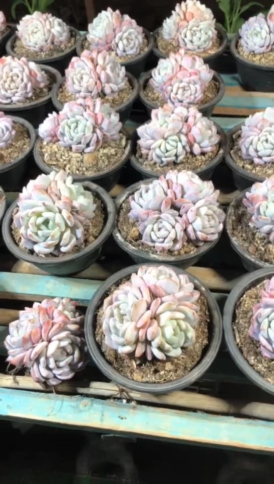 【闪购商品】3头雪天使橙梦露