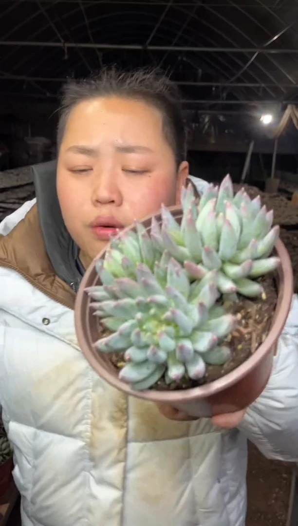 【闪购商品】77-炫彩心9.99