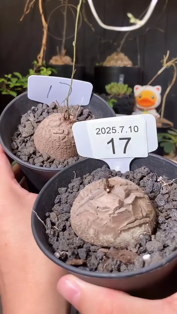 17号710福利南非龟甲龙买1送1个