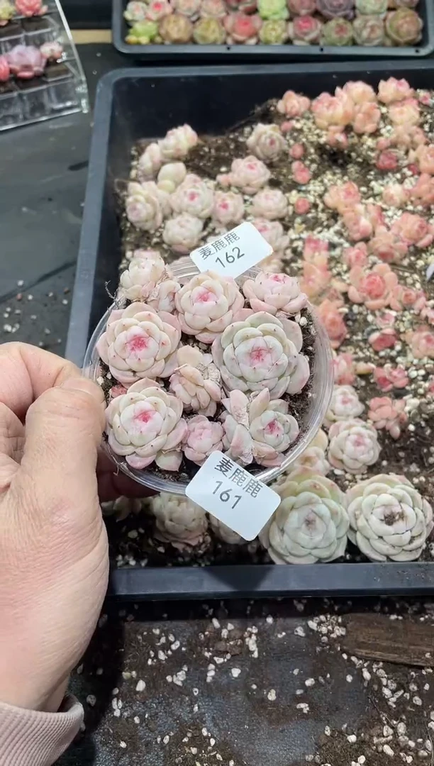 161雅芙      量拍