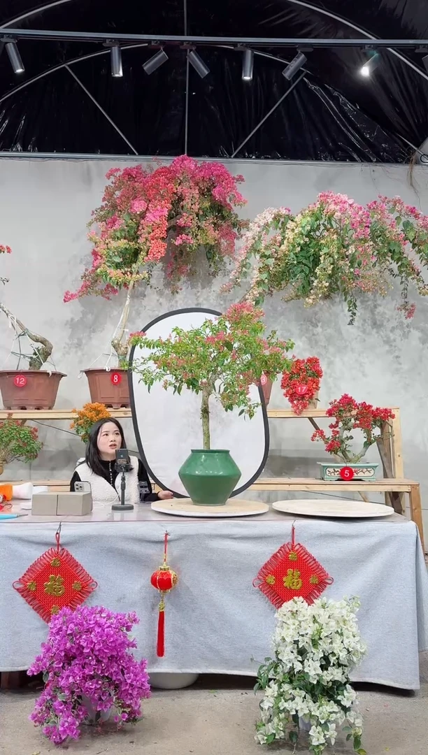 【闪购商品】盆景粉水晶