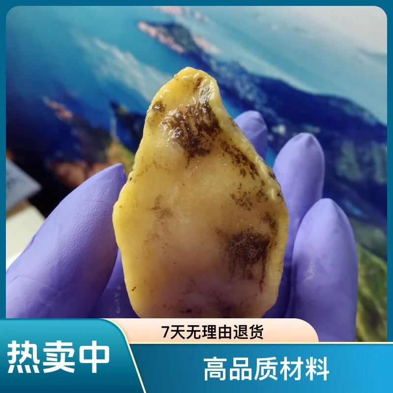 【二姐推荐】岛里大个假鲍鱼/鲍螺/老婆脚（液氮冷冻）