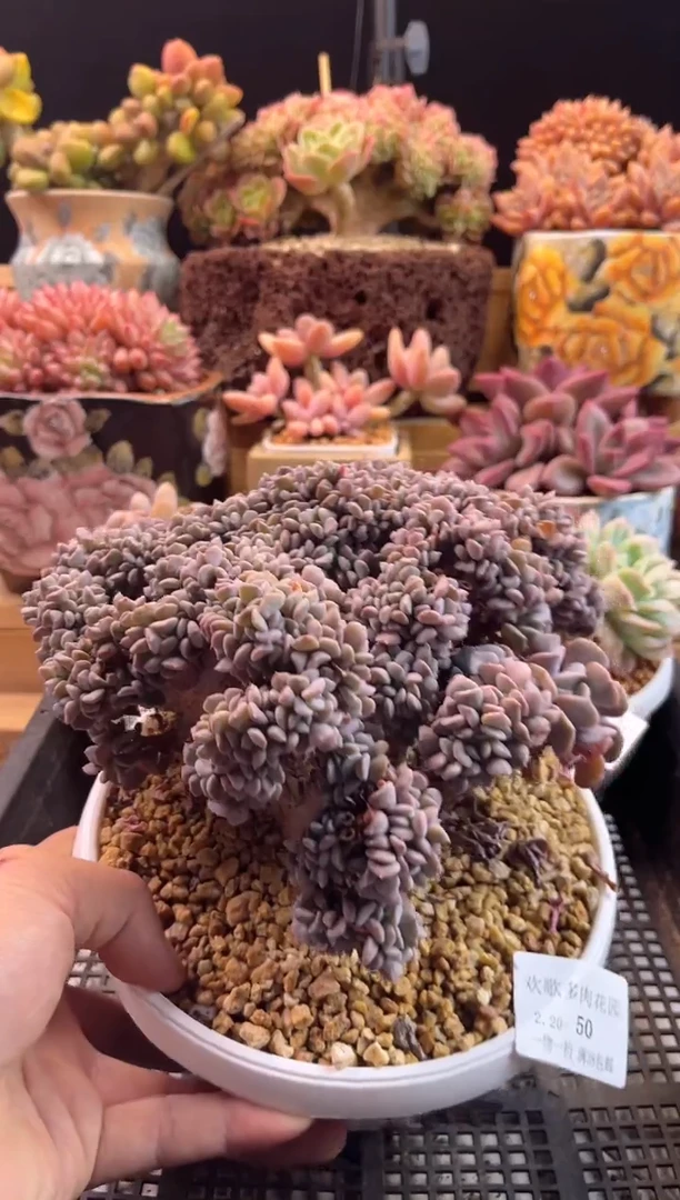 【闪购商品】2.20-50雪精灵缀化