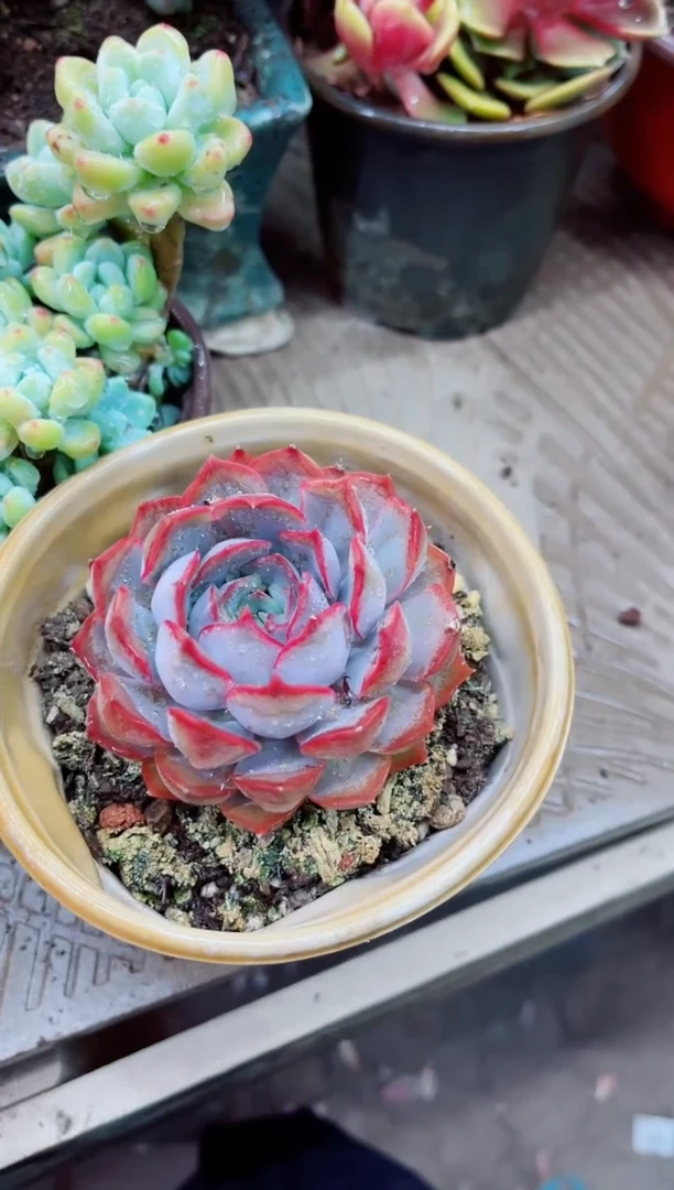 13010多肉植物一物一拍