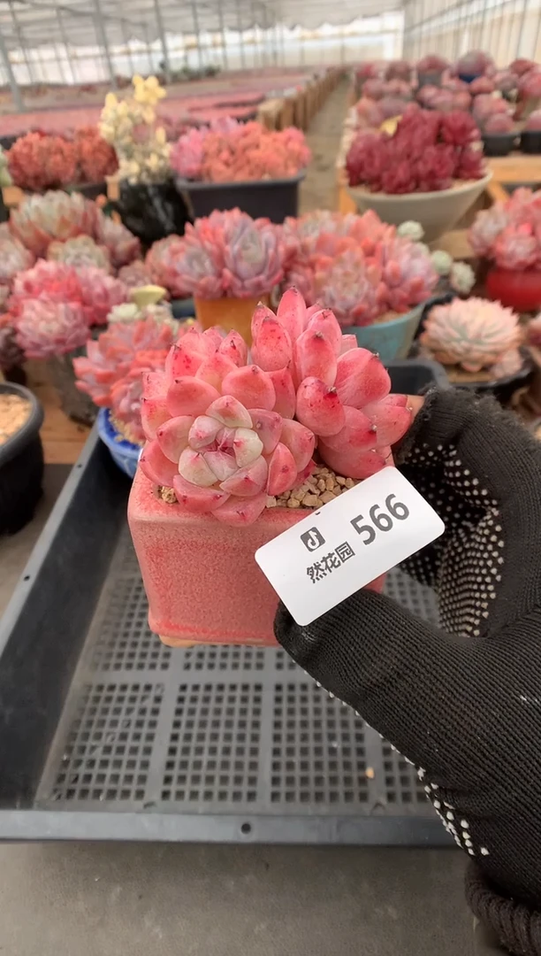 566佳人多肉植物一物一拍