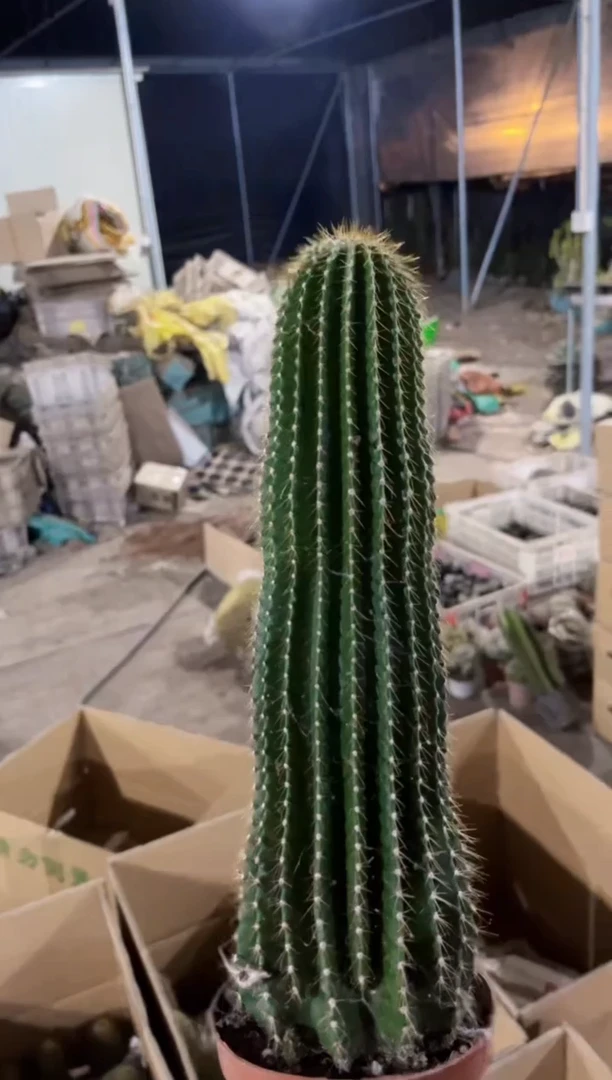 【闪购商品】大风龙20cm