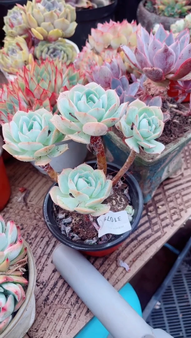 31079多肉植物一物一拍
