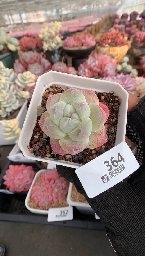 364冰玉一物一拍多肉植物