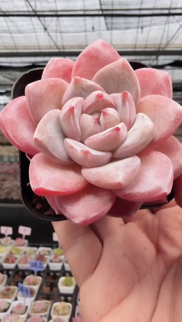 东云多肉园新款-153