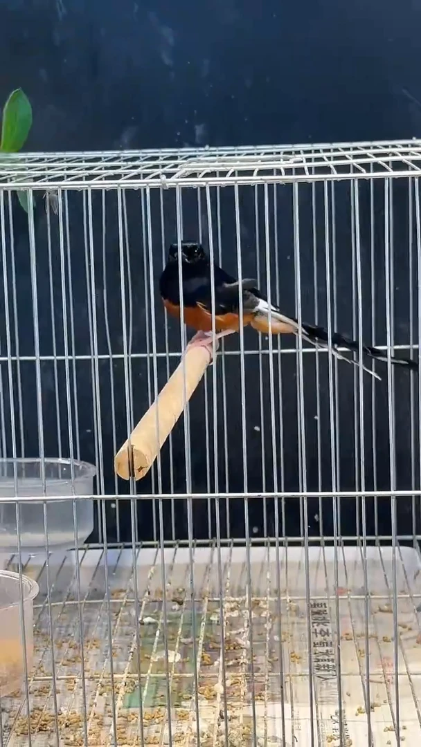 虎皮鹦鹉31号长尾养笼0元起拍