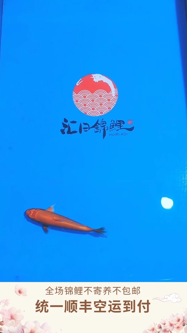 锦鲤丸博单色鲤--015  （顺丰空运到付）