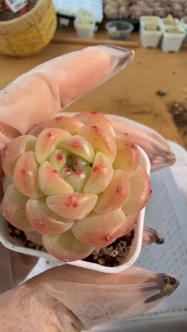 146樱桃 四方一盆 单双混 量拍混发