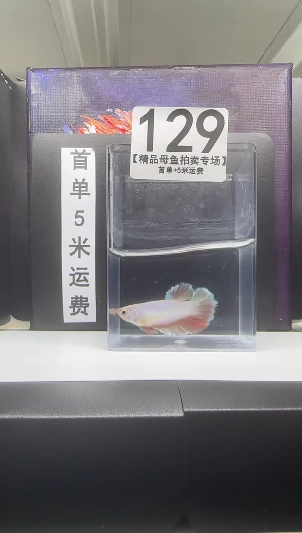 海水鱼母鱼编号：129