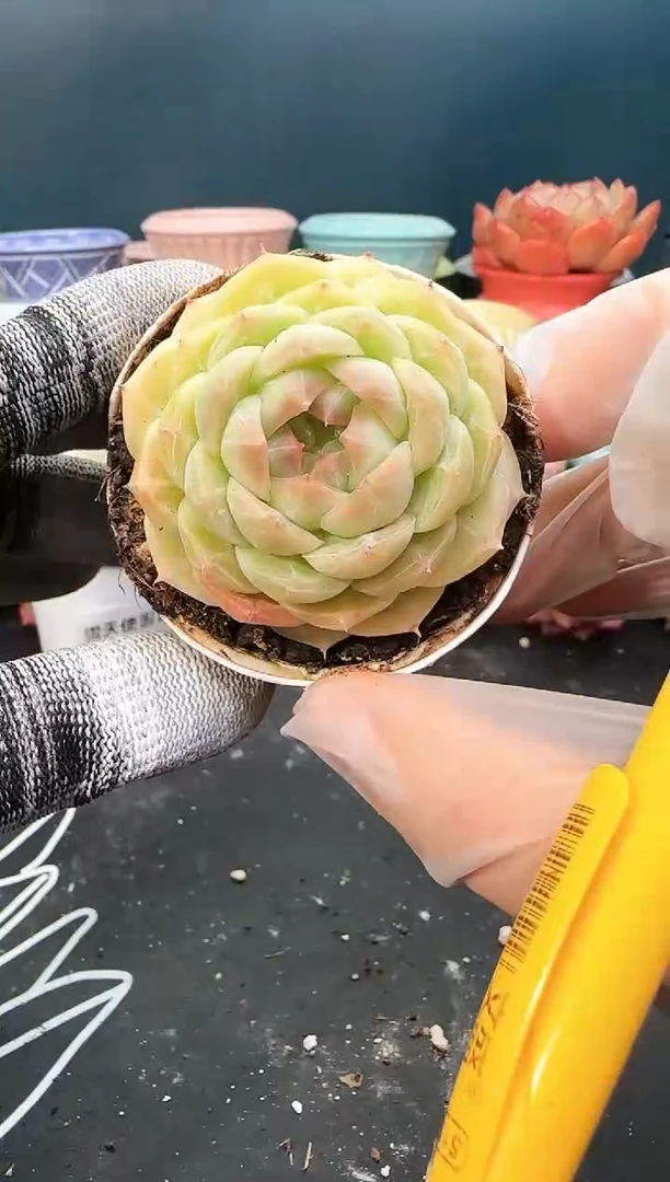 3  148 青山  （冠幅 5 cm）