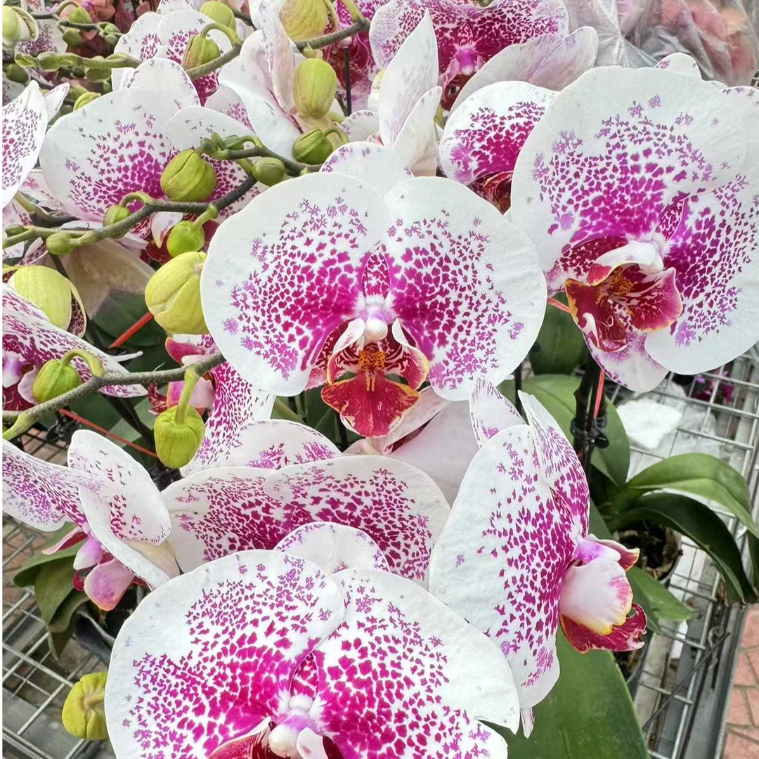 蝴蝶兰 龙树枫叶3.0寸杯带花带花苞