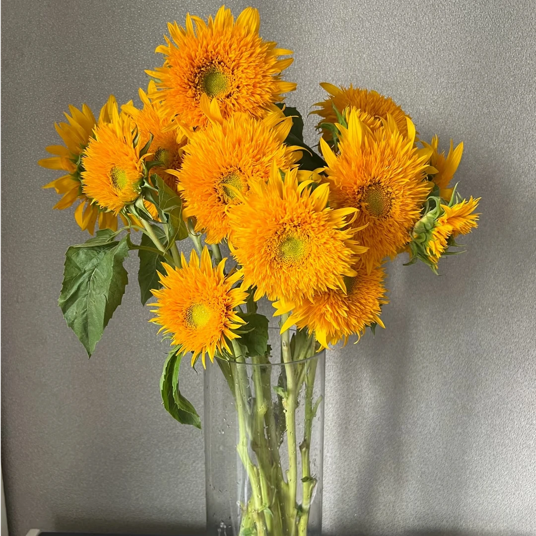 【牛牛鲜花】AA级泰迪向日葵 云南基地现采现发 一单顺丰冷链