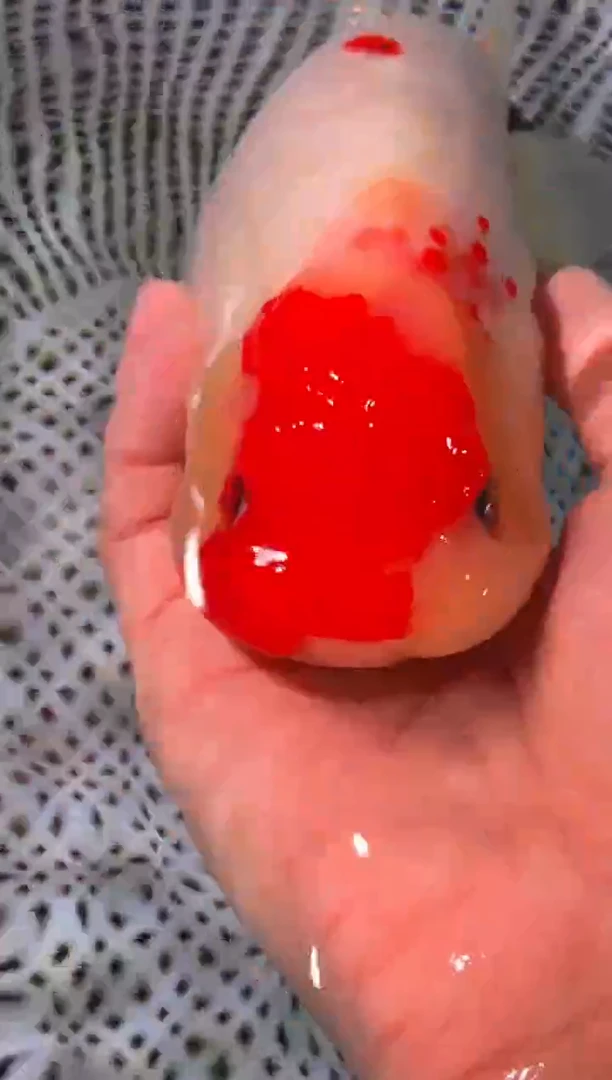 金鱼（运费到付，马印灯下展示）福州追鱼兰寿金鱼