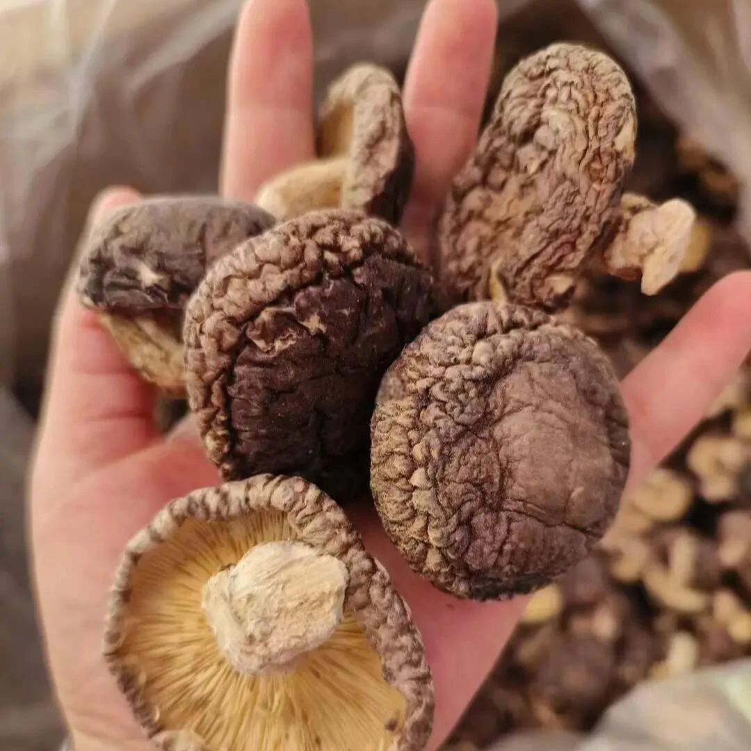 秦巴深山椴木香菇干货肉厚太阳晒干营养煲汤佳品
