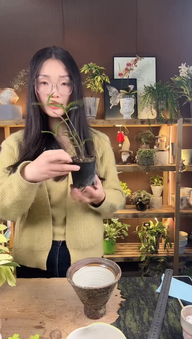 以实际为准海岛叶下珠育苗盆066