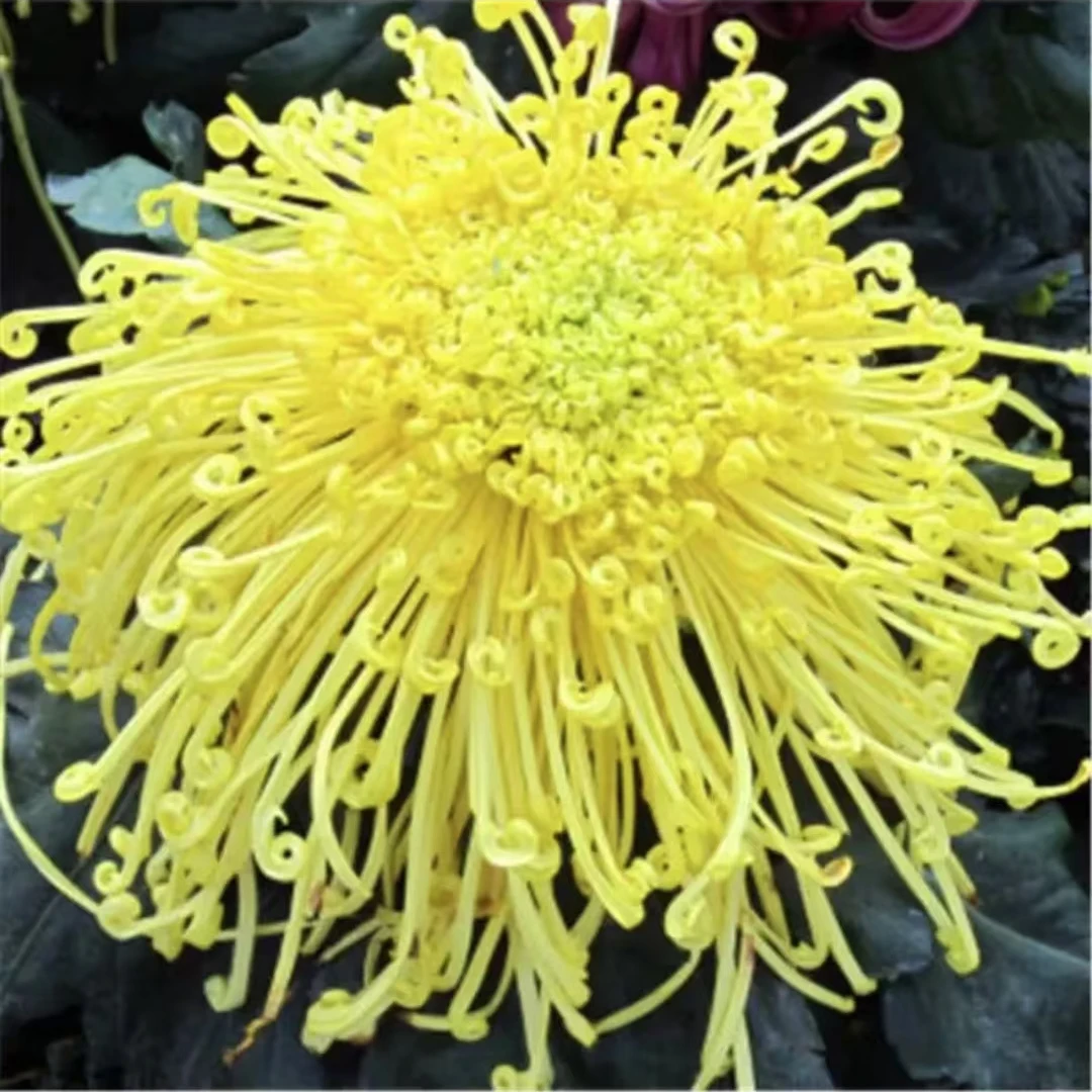 【麦浪】 菊花苗 可泡茶 花期长耐热耐寒易成活