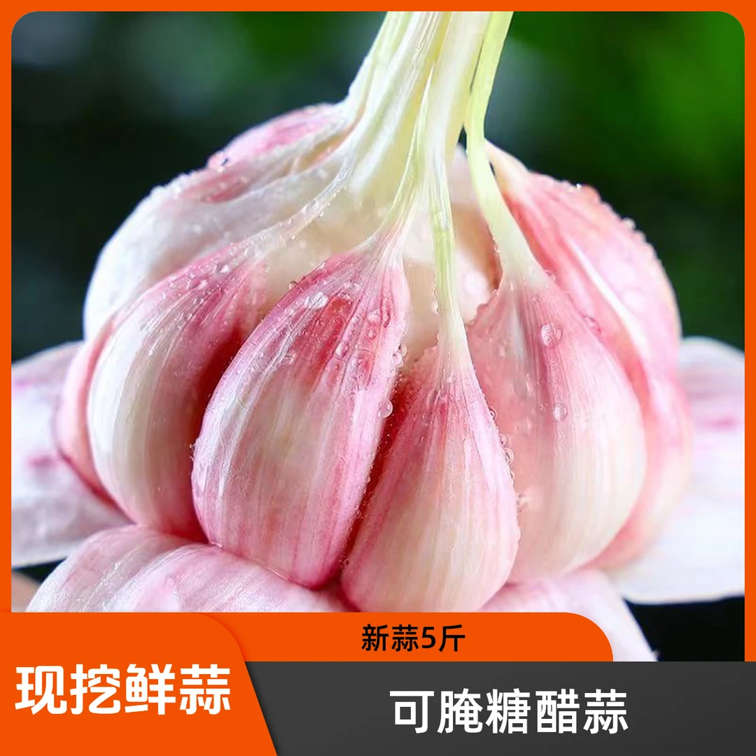 【可腌糖醋蒜】鲜蒜头新大蒜现挖现发5斤头茬大蒜紫白皮大蒜泡蒜嫩