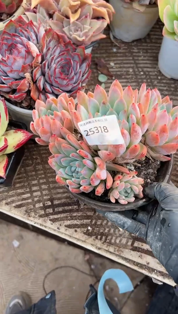 笨*熊多肉植物一物一拍25318