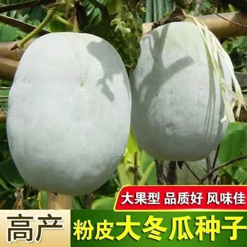 【全店满8包包邮】粉皮冬瓜种子