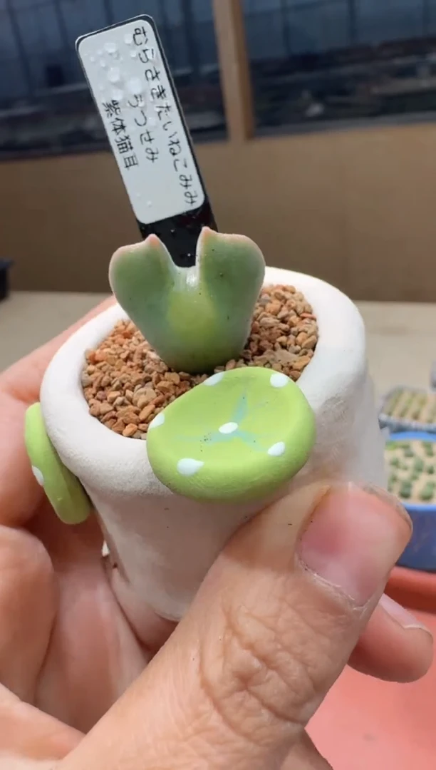 多肉植物肉锥23-116紫体猫耳