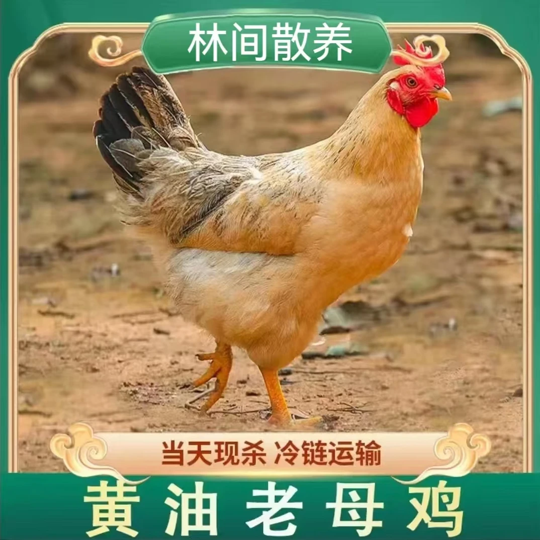 【大牛3】放养黄油老母鸡 单只净重2斤 带内脏