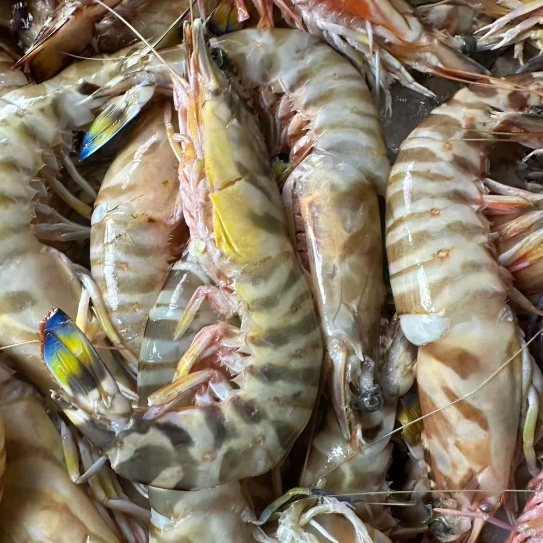 福建海鲜 新鲜次斑节虾（介意断头软壳勿拍）
