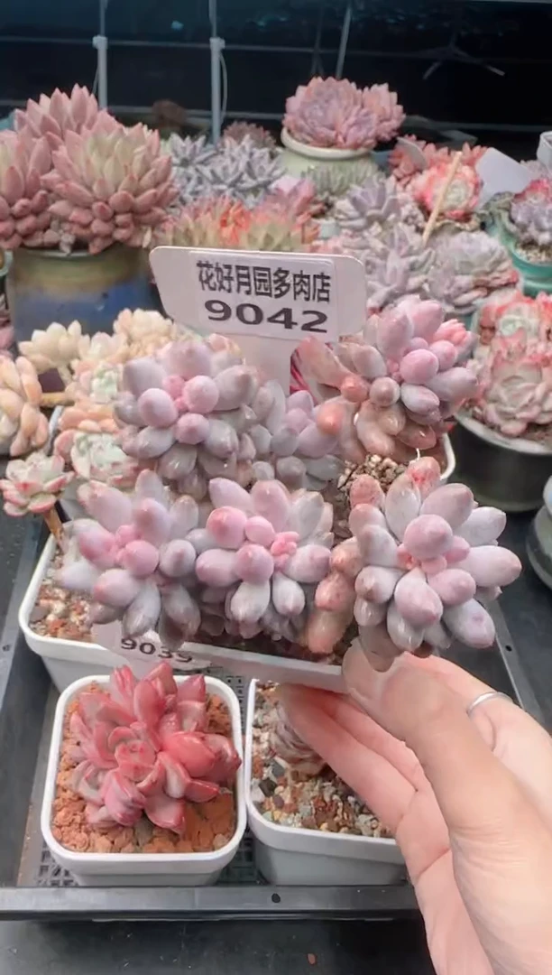 【闪购商品】9042婴儿手指