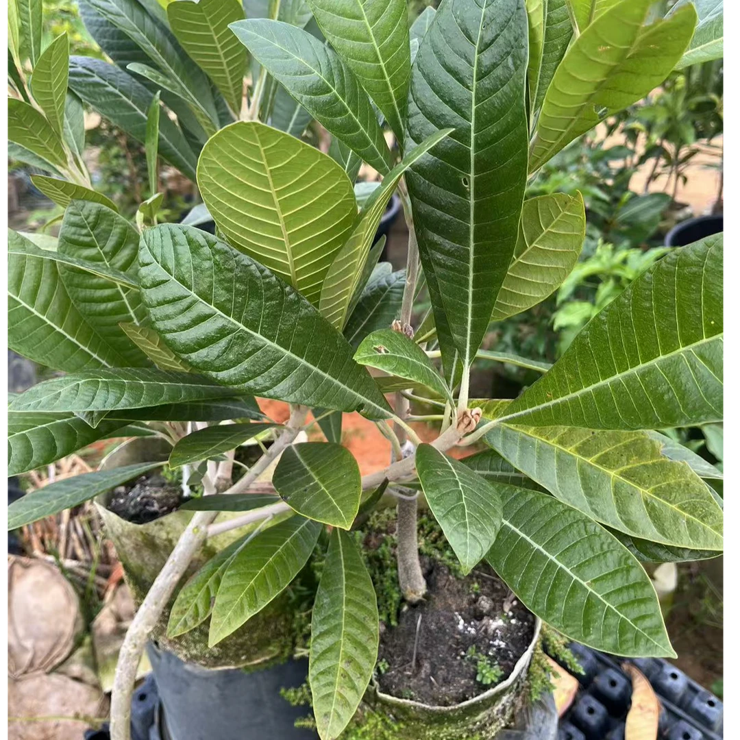 向阳园艺精选一物一拍