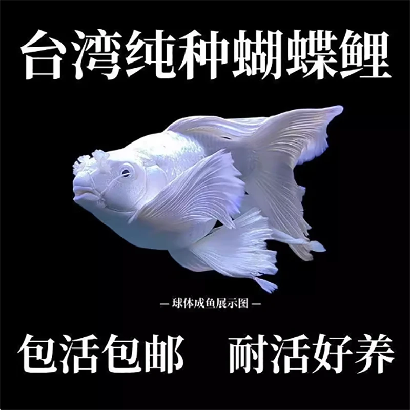 7-9公分精挑球体蝴蝶鲤冷水鱼观赏鱼大鳍大尾招财鱼