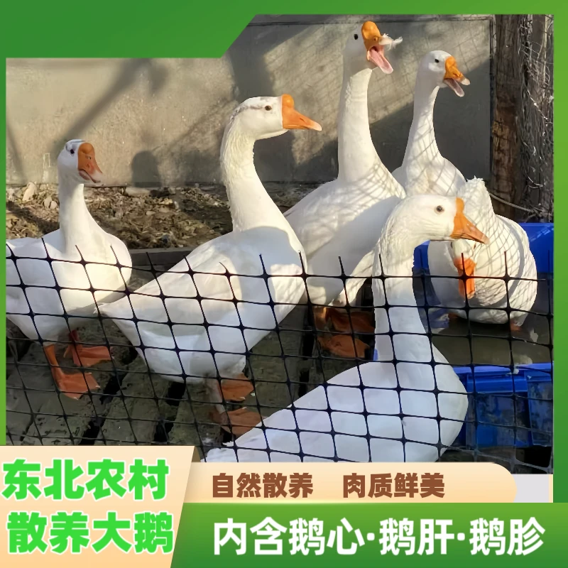 京东顺丰发货现场称重宰杀一物一拍