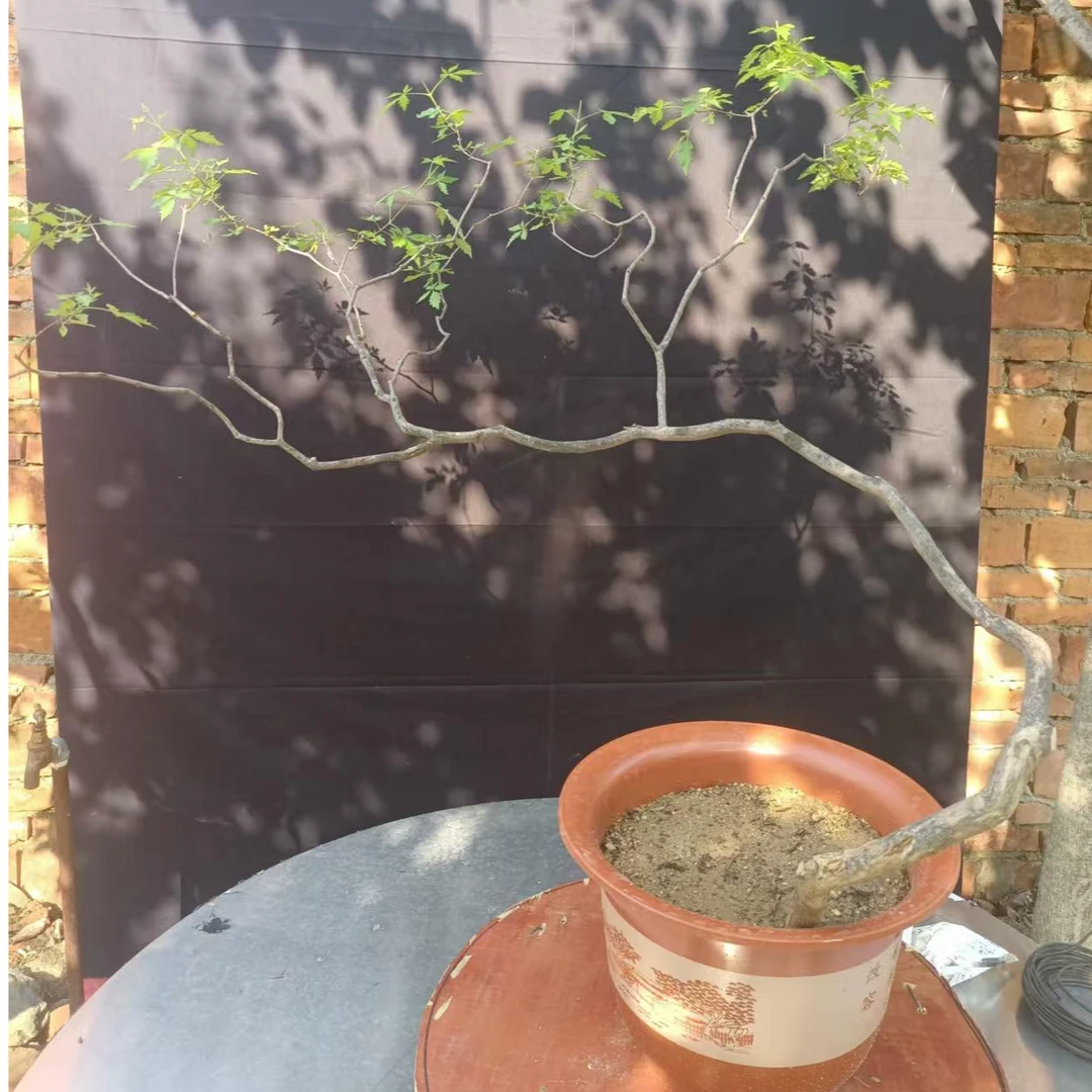 回旋顾祖有情黄荆自然成型