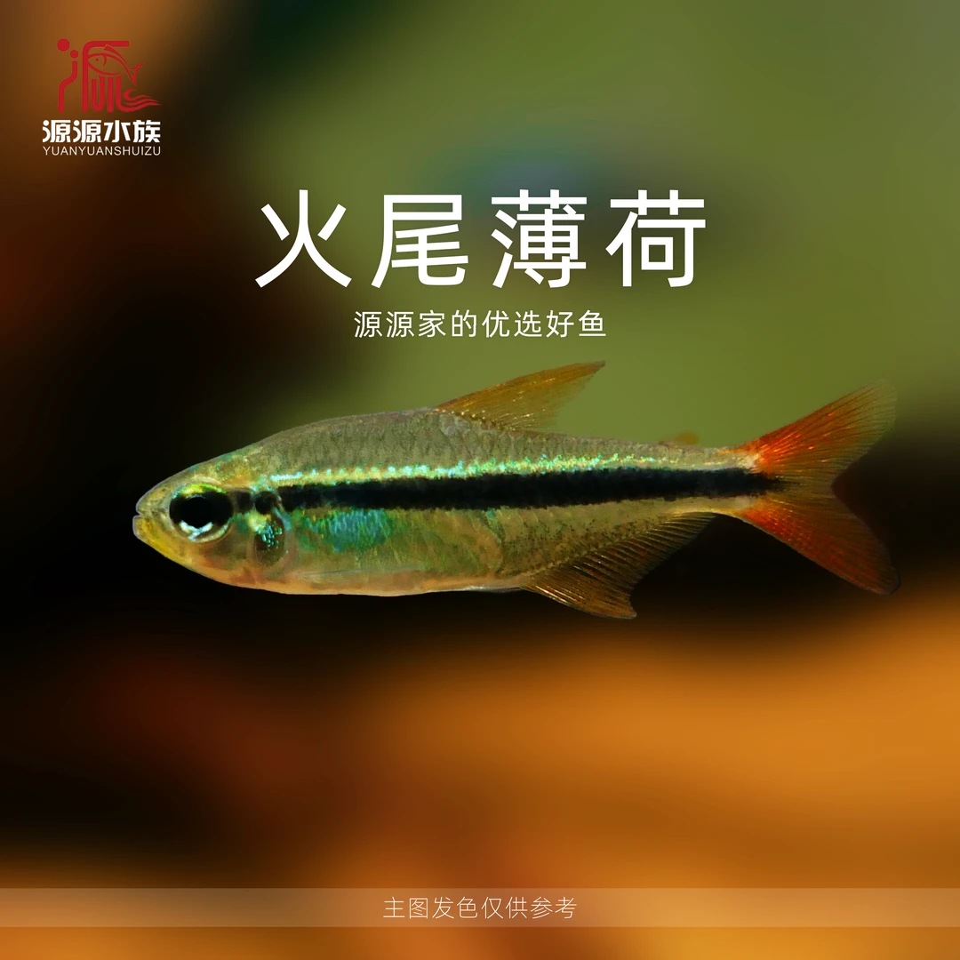 【源源水族】火尾薄荷魔鬼灯 热带小型观赏魔鬼类灯科鱼