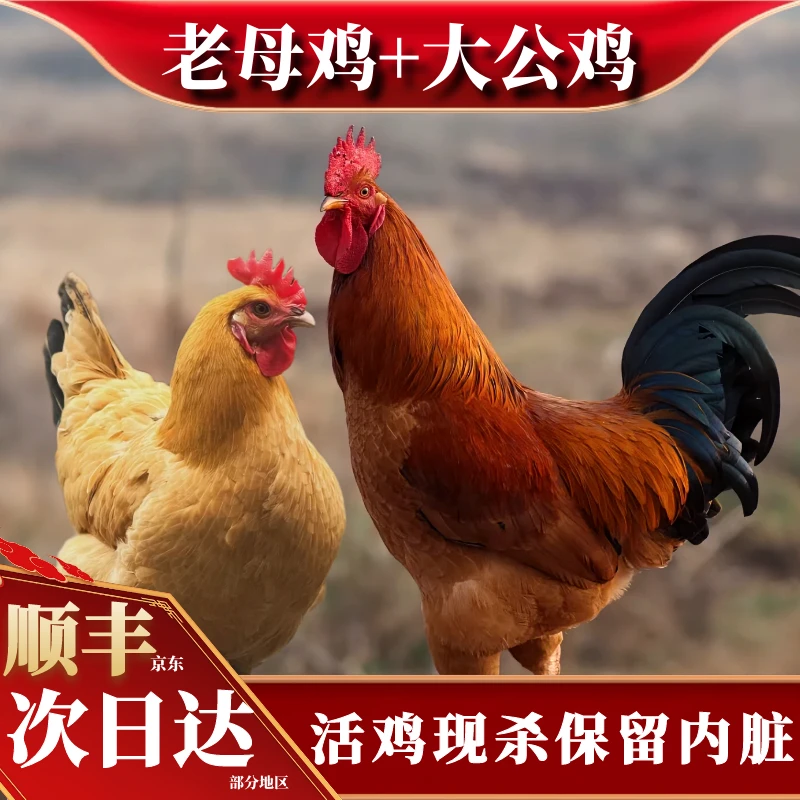 【喜宝家】组合装 3只老母鸡+赠1只公鸡4只净重10-11斤