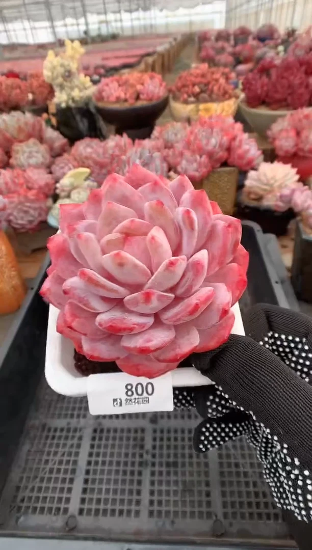 800韩橙多肉植物一物一拍