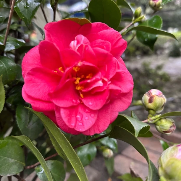 山茶花大红色一物一拍