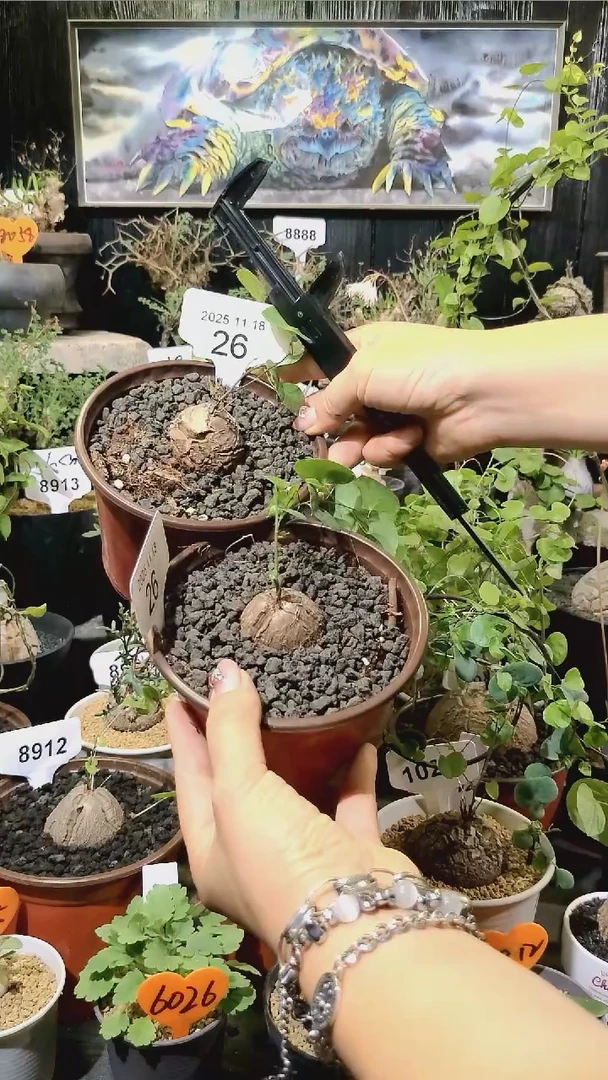 26号1118福利南非龟甲龙买一送一