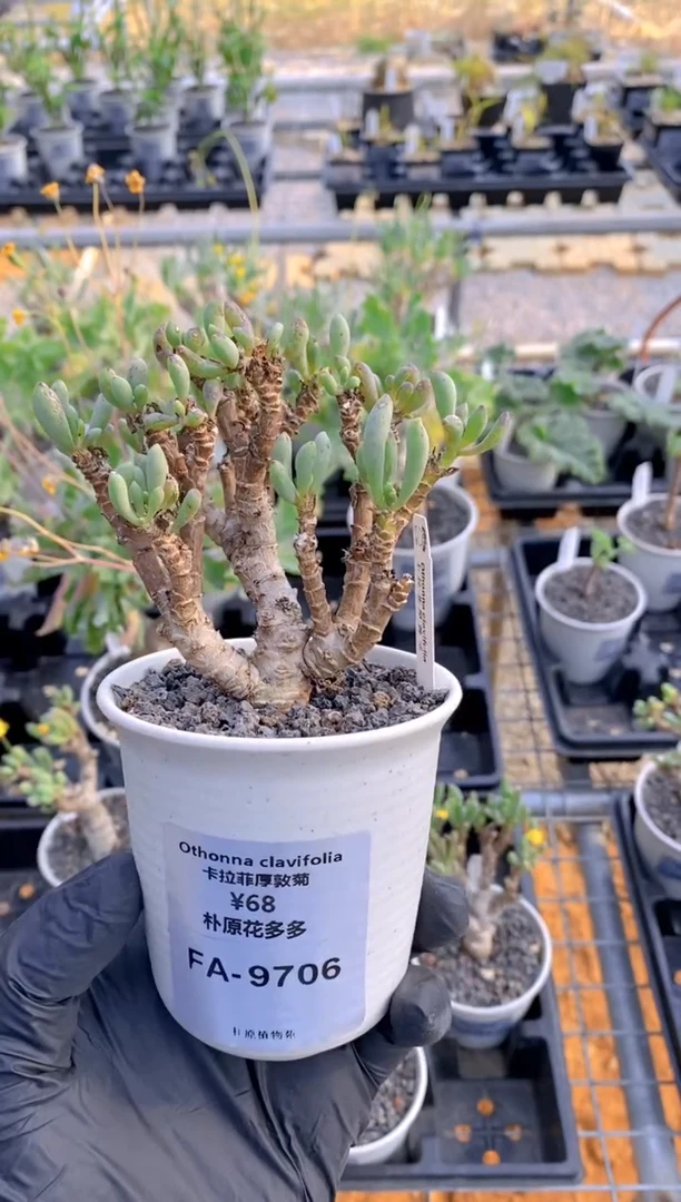 【闪购商品】卡拉菲厚敦菊FA-9706