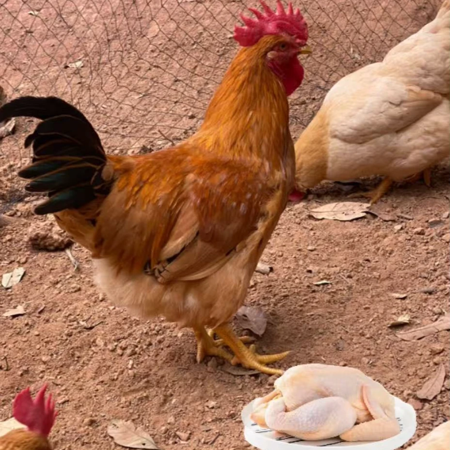 果园散养150天以上 灵山土公鸡  （顺丰包邮）