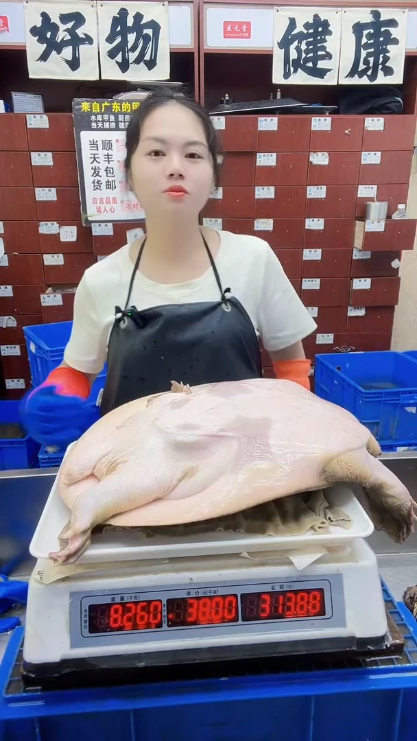 中国大陆大**鹰8.2斤一只